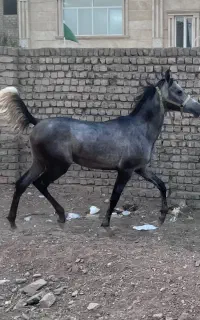 اسب عرب