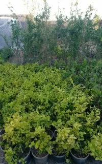 نهال انگورگلدانی بیدانه  عسگری شانی انگورسیاه