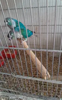 گرینچیک مولدوعروس هلندی مولد
