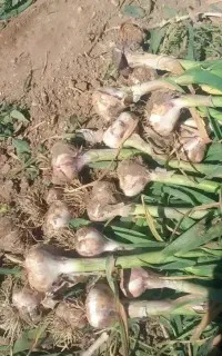 سیر تازه تناژ بالا