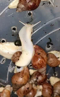 حلزون مولد