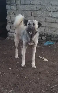 ماده سرابی ذات قدیم ۱۵ ماهه از نسل دودی نادری گلی