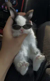 خرگوش