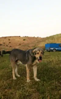 سگ پژدر