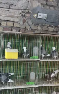 پنج جفت عروسک