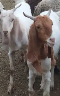 بز چپش پاکستانی اصل
