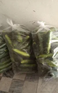 خیار محلی حراج 20هزار تومان کلا دو بسته موجوده