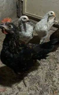 مرغ و خروس محلی