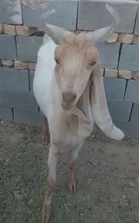نربز پاکستانی
