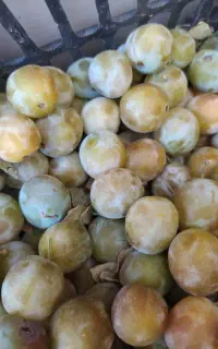 آلوچه برای خشک کردن و لواشک 50