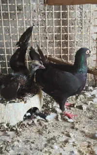 سیاه و سوسنی سخریج