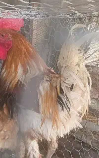 فروش خروس محلی سالم و درجه یک