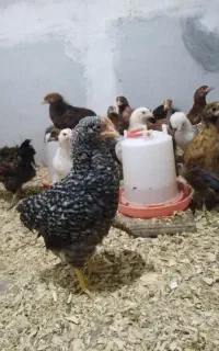 جوجه گلپایگانی 80 روزه