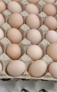 تخم مرغ نطفه دار