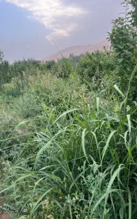 علف باغ رایگان/با علفزن دستی بچین ببر