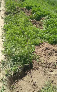 کارگر جهت  دامداری