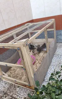 قفس چوبی