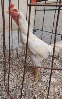 خروس یه تیغ سفید