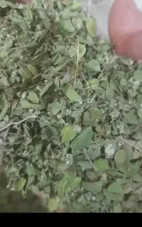 آویشن بشاگرد