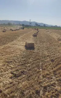 کاه و کلش