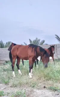 اسب مادیان