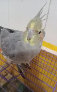 عروس هلندی نر ماده