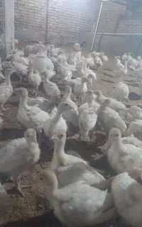 جوجه بوقلمون