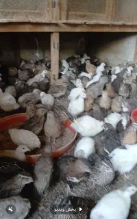 سلام فروش بلدرچین بالغ درحال تخمگذاری