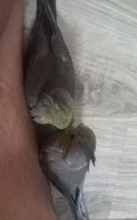 عروس جوجه معاوضه با عروس بالغ یا جفت