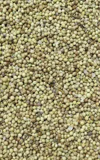 خرید فروش گشنیز