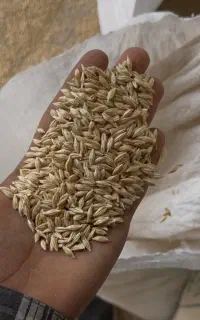 جو و گندم بذری