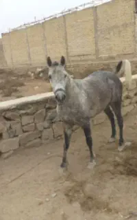 اسب مدیوم