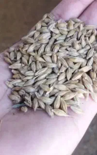 جوبزری