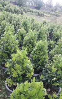 یاس هلندی سطل ۱۲