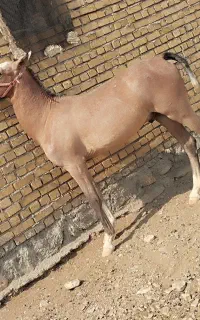 کره نریان