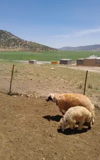 بره  بزغاله گوسفند