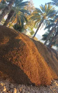 کود گوسفندی