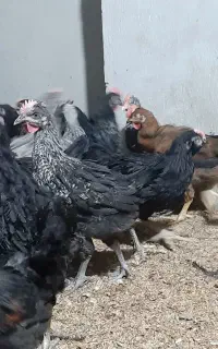 جوجه خروس محلی