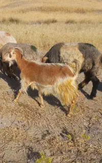 بزو بزغاله وساورین