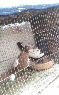 سینه جفتی معاوضه