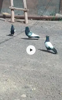 کبوتر
