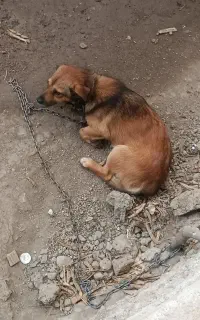 فروش سگ پا کوتاه نژاد اشپیز