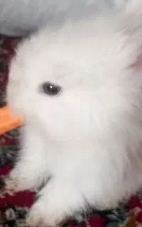 خرگوش
