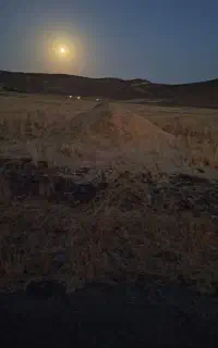 کاه گندم