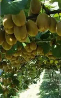 فروش کیوی