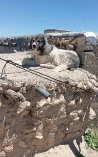 سگ گله ای