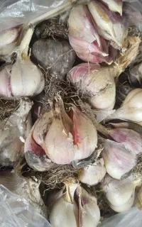 سیر محلی برای یلاق