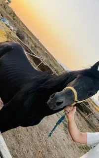 اسب نریان عرب ۴ساله بسیار زیبا تماما مشکی براق