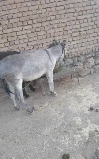 خرگله ای