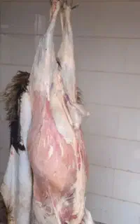 قصابی،گوشت(کهره،بره) قصاب درمحل خودم و شما